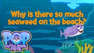 POP: Why is there so much seaweed on the beach? | kids science and HASS education
