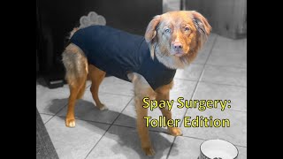 Dog Spay Surgery  Recovery, What to Expect, and Essential Items