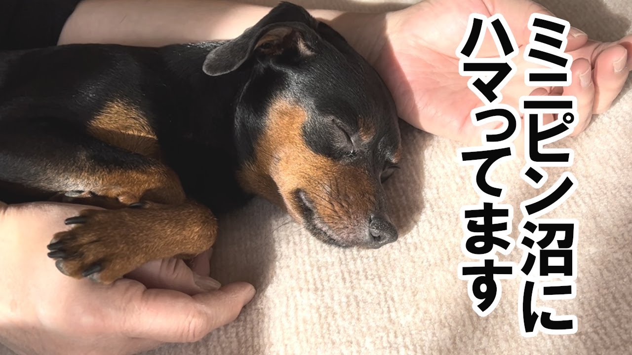 ジロを飼ってからミニピン沼にハマっています…【ミニピン】 - YouTube