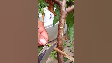 Peach fruit grafting tip