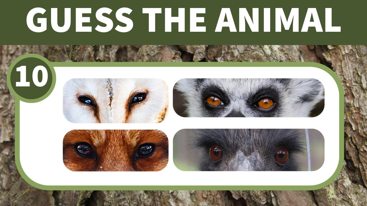 Can you guess the animal by its eyes?👀🔍 CHALLENGE | GAME | QUIZ ...