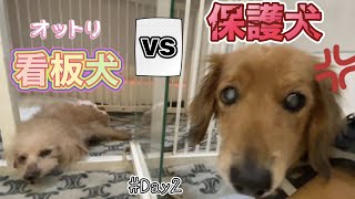 噛みつき保護犬ダックス　おっとり看板犬と初対面【rescued】