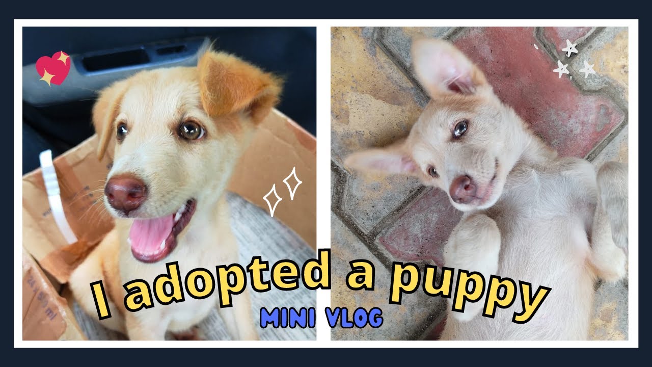I adopted a Puppy mini vlog 🐶 | Gathakv | - YouTube