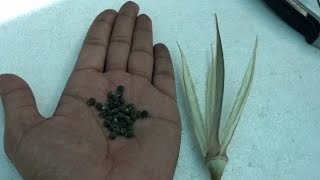 How to Collect Okra Seeds | Okra Gardening Tips | Okra Seeds | Red Okra (Urdu/hindi)