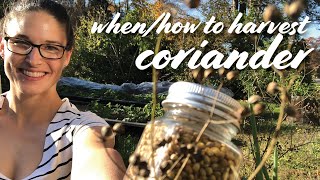 When & How to Harvest Coriander (Cilantro Seed) + Drying/Storing Tips by ReSprout 57,524 views 3 years ago 3 minutes, 59 seconds