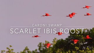 SCARLET IBIS ROOST | bird watching in Trinidad | Caroni Swamp SCARLET IBIS ROOST | bird watching in Trinidad | Caroni Swamp