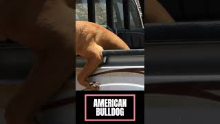 American Bulldog Breed #facts   @Manimalian  #shorts #youtubeshorts