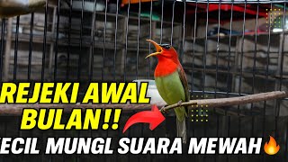 REJEKI MAU AWAL BULAN‼️NEMU BURUNG KECIL MUNGIL PAS GACOR SUARANYA MEWAH!PANTES DI CARI REJEKI MAU AWAL BULAN‼️NEMU BURUNG KECIL MUNGIL PAS GACOR SUARANYA MEWAH!PANTES DI CARI