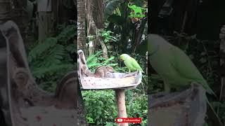 A parrot attacks a squirrel  /Lanka Wild / #youtubeshorts