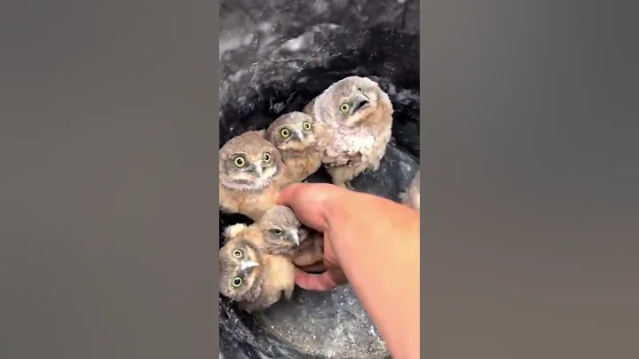 Placing baby burrowing owls back in their burrow 🥹🥹🥹So cute❤️❤️❤️ - DayDayNews