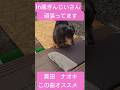 #真田ナオキ#オススメ#ぎん#じいさん #シルバーダップル #癒し #チワワ #犬のいる生活 #可愛い #かわいい #愛犬 #puppy #トイプードル