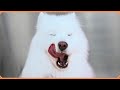 Stunning samoyed dog is a real life cloud