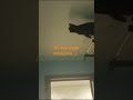 Наша кошка😅 её прыжки ежедневные🤣