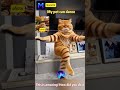 Transform Kitten Photos into Dancing Delight: AI-Powered Cat Video Creator Tool