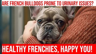 Supporting Urinary Health in French Bulldogs by Happy Hounds Hangout 3 views 1 month ago 3 minutes, 45 seconds