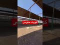معلف مواشى ٩ فدان بالعاشر من رمضان 