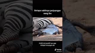 zebra melahirkan