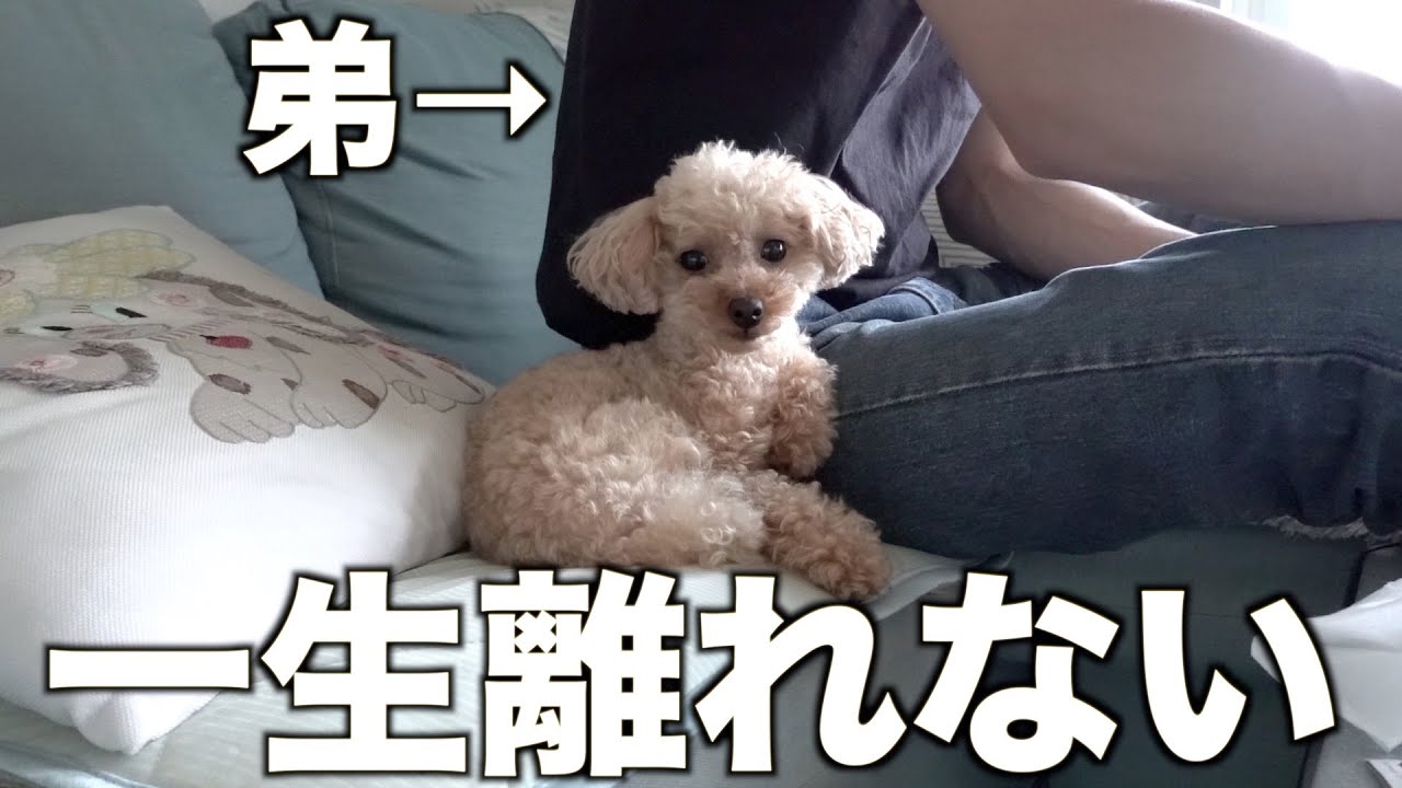 A spoiled toy poodle who loves his little brother so much that he