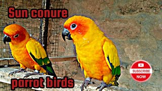 Sun Conure Birds Breeding Progress .2023 My Sun Conure 5 Eggs  lay kar daya hain