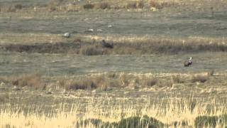 Buitre Leonado (Gyps fulvus)