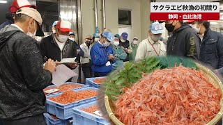 【速報】サクラエビ秋漁の初競り 静岡・由比漁港