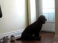 Sussex Spaniels の動画、YouTube動画。