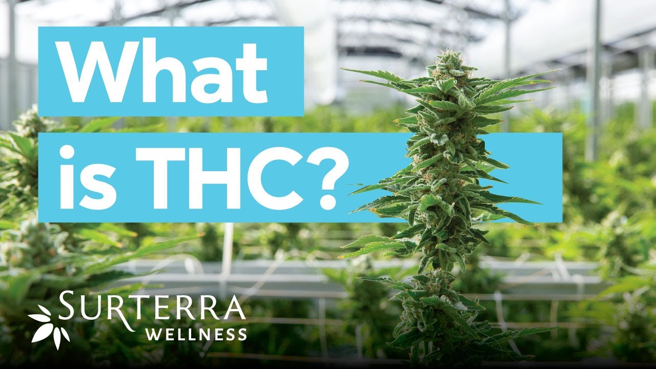 The Benefits and Effects of THC from Cannabis