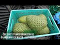 Cultivo y transformación de guanábana en Maceo - Antioquia - TvAgro por Juan Gonzalo Angel Restrepo
