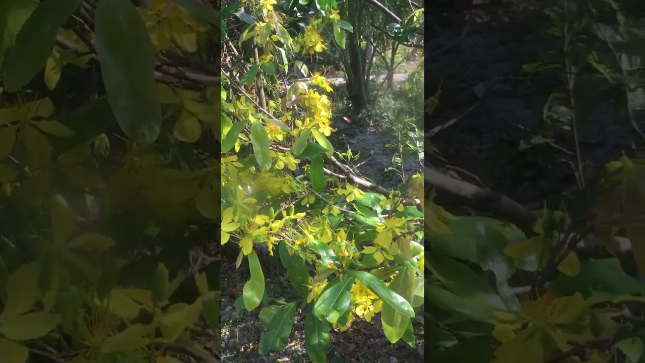 HAPPY NEW YEAR 🌹năm mới kính chúc ông bà cô chú 🌹và toàn thể gia đình Sk dồi dào vạn sự như ý 🌹