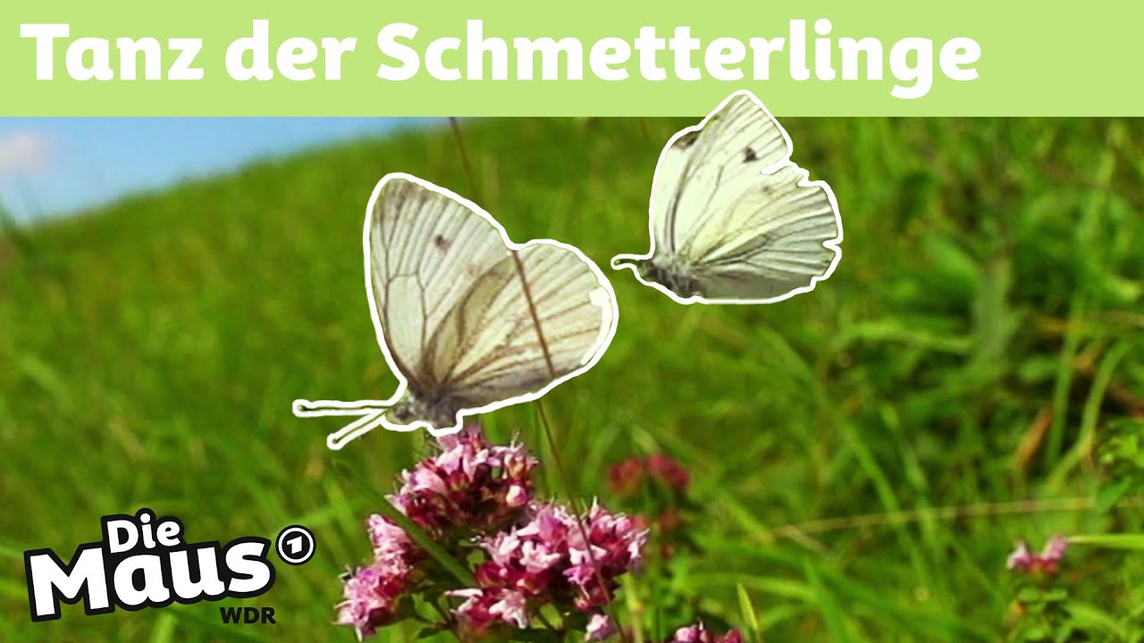 🦋 Susi Schmetterling - Kinderlieder zum Mitsingen | Sebastian Falk feat. Kimi | Sing Kinderlieder