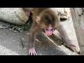 Baby monkey descends carefully