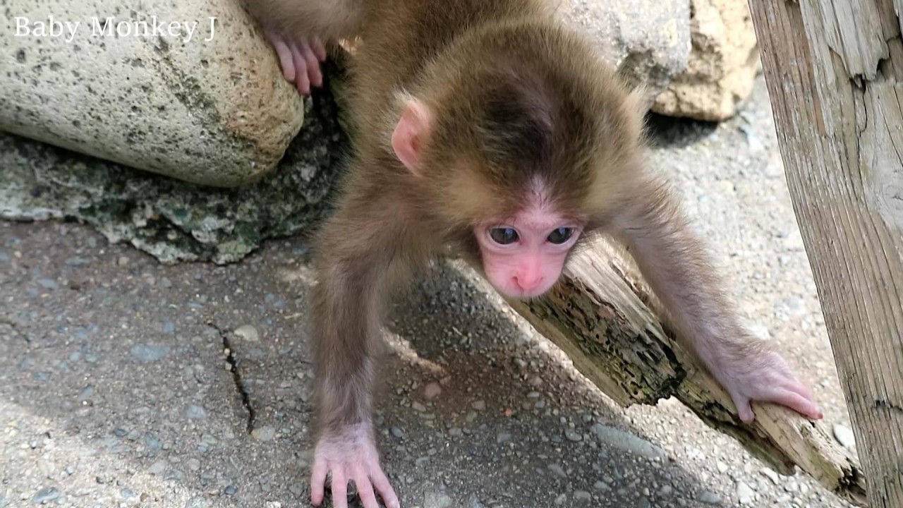 Baby monkey descends carefully