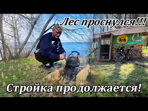 Лес проснулся.Строительство Лесного домика.