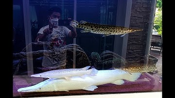 เต็น ราชพฤกษ์ - ล้างกรองบ่อปลาคาร์พ จัดเรียงวัสดุกรองใหม่ เพิ่มเติมระบบเติมน้ำดี Update ปลาสวย Set 2