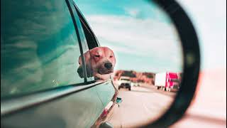 Muggsy Live Stream