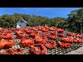 Sundried tomatoes that are proudly baguio made by the mountain man