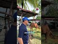 Tinjauan Lembu Korban di Sungai Rinting D #ybbahar #rayahaji #bangsajohor