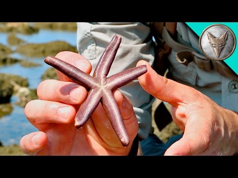 Exploring for Tide Pool Creatures!