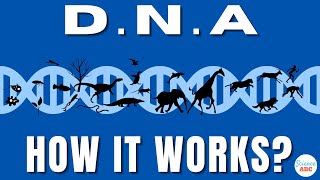 What is DNA and How Does it Work?