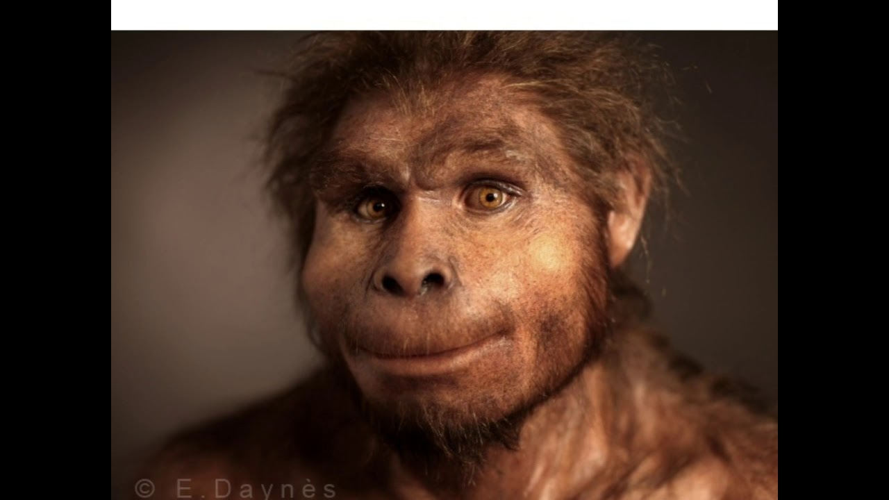 Jenis Homo Manusia Purba yang ditemukan Di Indonesia 