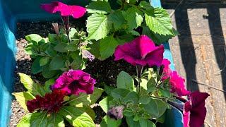 Showing my flowers and vegetable garden