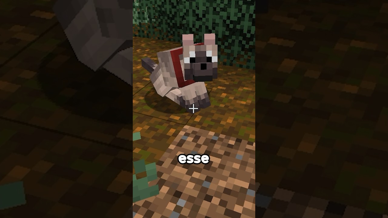 os NOVOS CACHORROS finalmente CHEGARAM! 