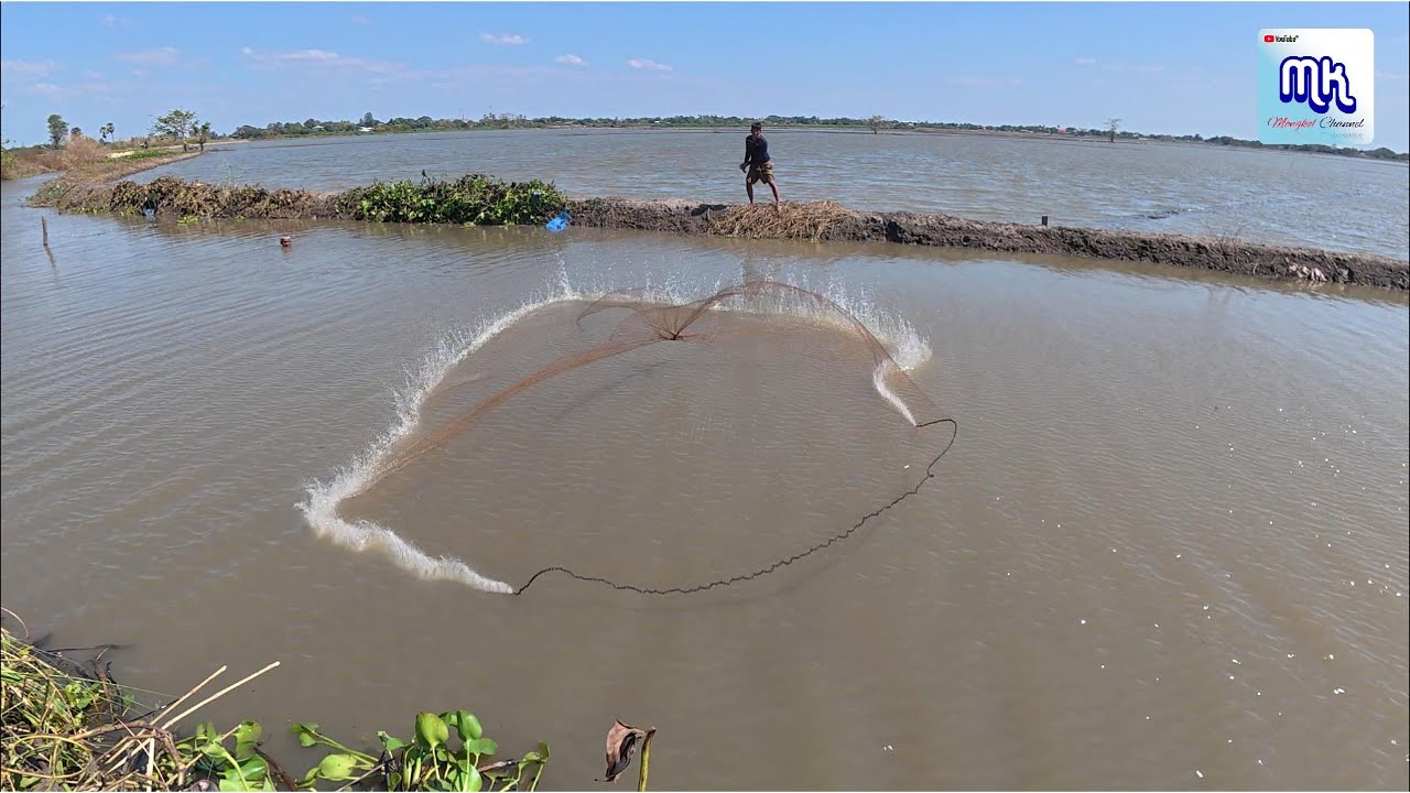 เยอะมาก จับอย่างไรก็ไม่หมด หว่านแห สุพรรณบุรี