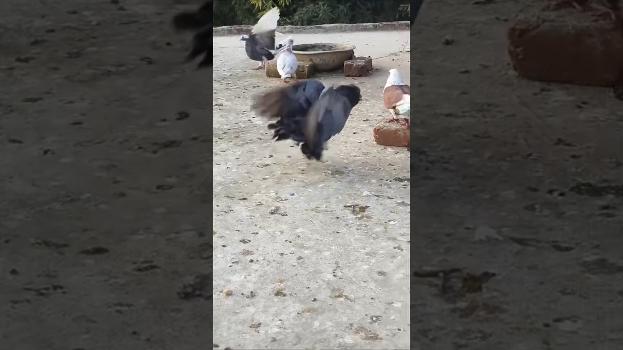 #kabutar #pigeonlove #viralshorts #trendingreels #birdlover #cutevideo #naturelove