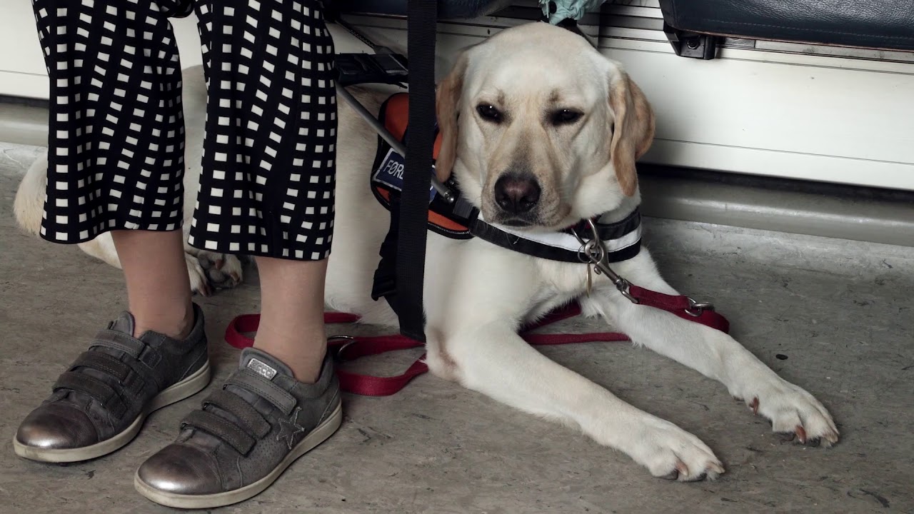 En førerhund på arbejde