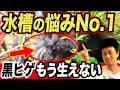 【全員が悩む】黒ヒゲゴケが生える本当の原因、プロが全部潰します