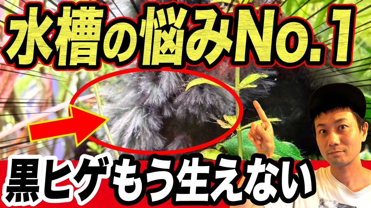 【全員が悩む】黒ヒゲゴケが生える本当の原因、プロが全部潰します