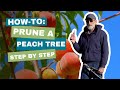 How to prune a peach tree easy steps for open center pruning