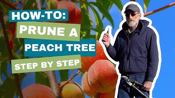 How to Prune a Peach Tree- Easy Steps for Open Center Pruning