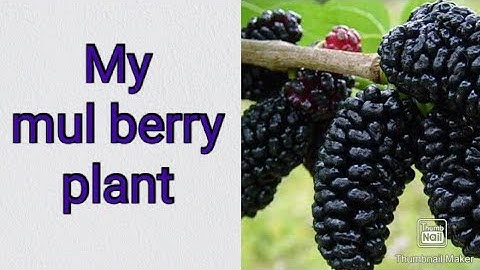 My Mul berry plant